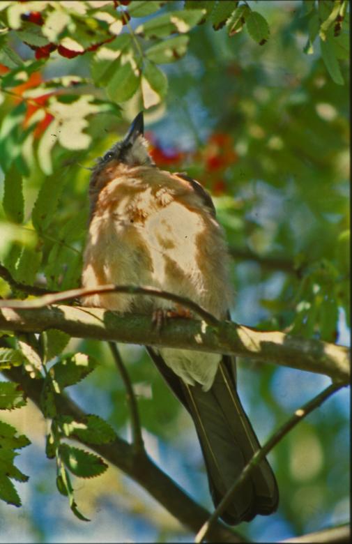 Free stock image of Bird in a tree created by MUNCH PIERRE