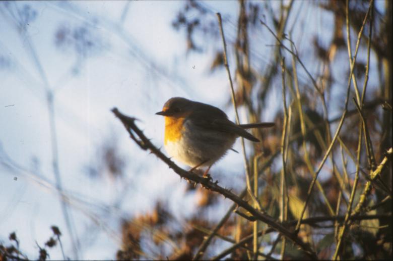 Free stock image of Bird created by MUNCH PIERRE