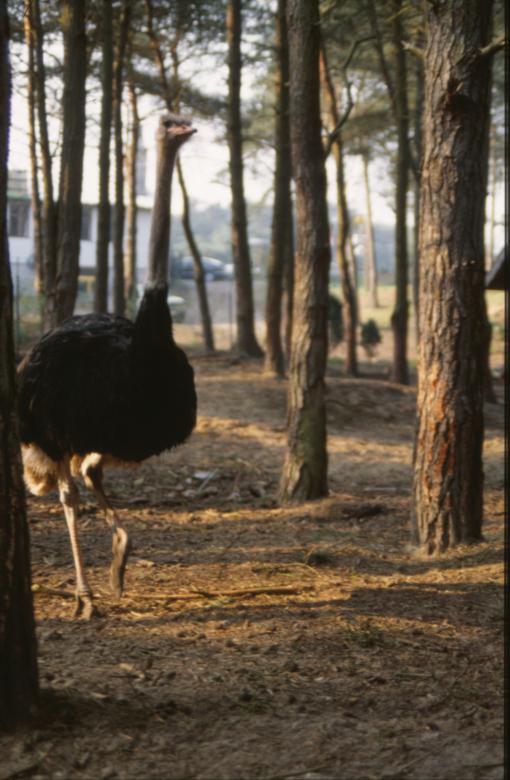 Free stock image of Ostrich created by MUNCH PIERRE