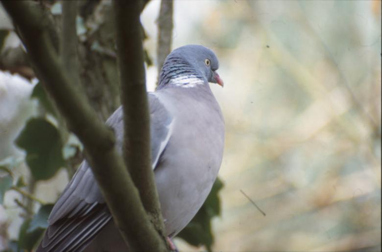 Free stock image of Pigeon created by MUNCH PIERRE