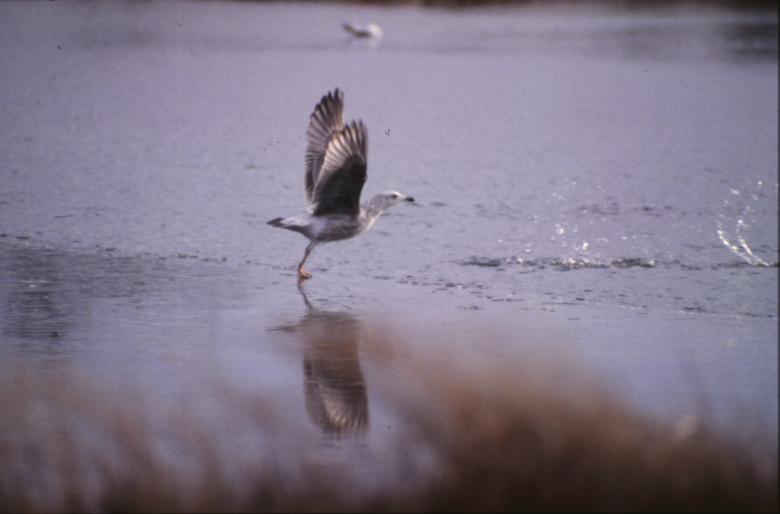Free stock image of Bird created by MUNCH PIERRE