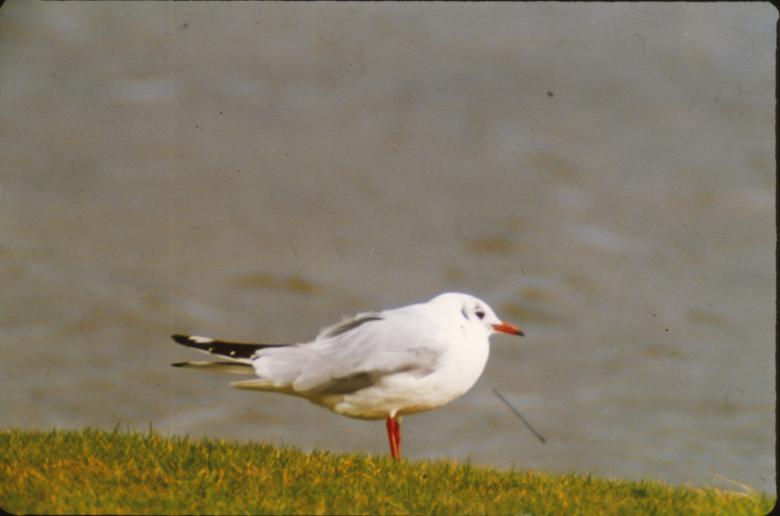 Free stock image of Seagull created by MUNCH PIERRE