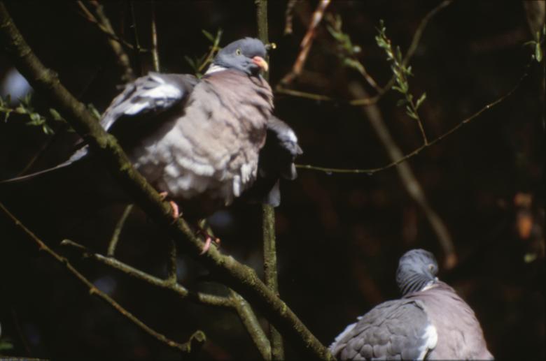 Free stock image of Pigeons created by MUNCH PIERRE