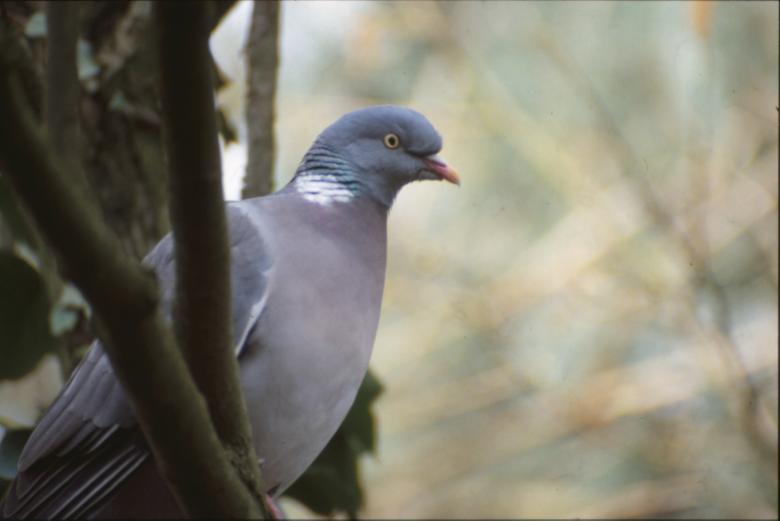 Free stock image of Pigeon created by MUNCH PIERRE