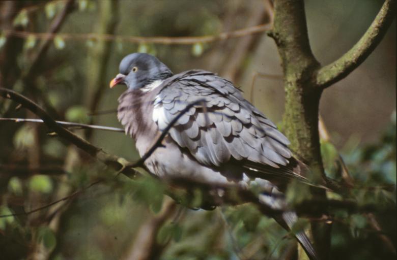 Free stock image of Pigeon created by MUNCH PIERRE