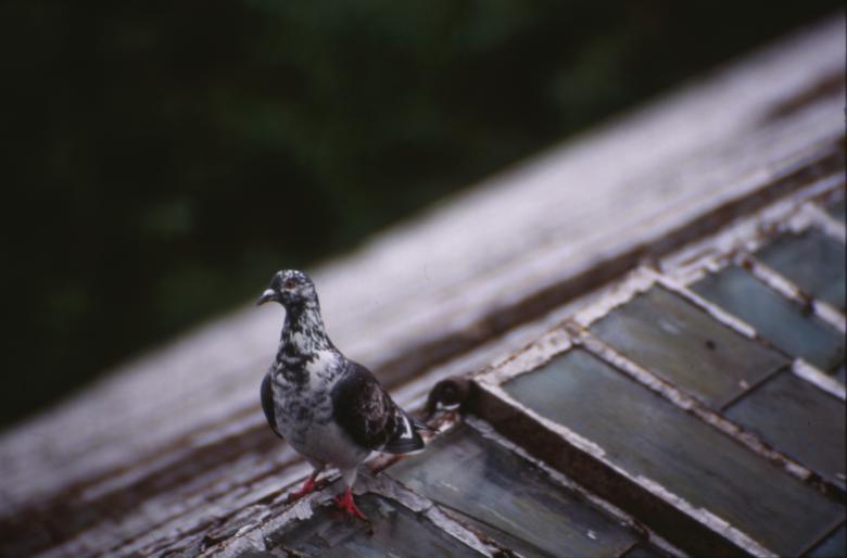 Free stock image of Pigeon on roof top created by MUNCH PIERRE