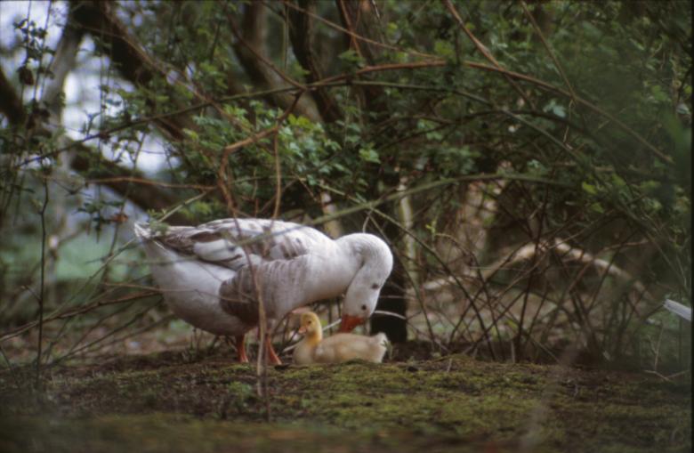 Free stock image of Birds created by MUNCH PIERRE