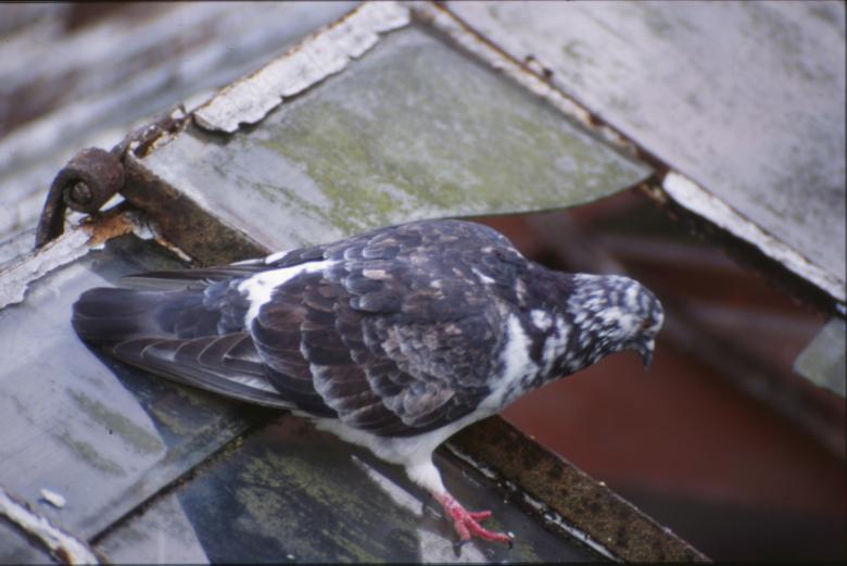 Free stock image of Pigeon created by MUNCH PIERRE