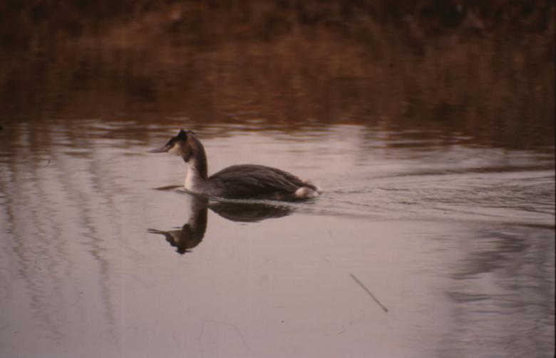 Free stock image of Swimming bird created by MUNCH PIERRE