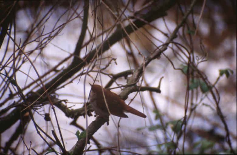 Free stock image of Bird created by MUNCH PIERRE