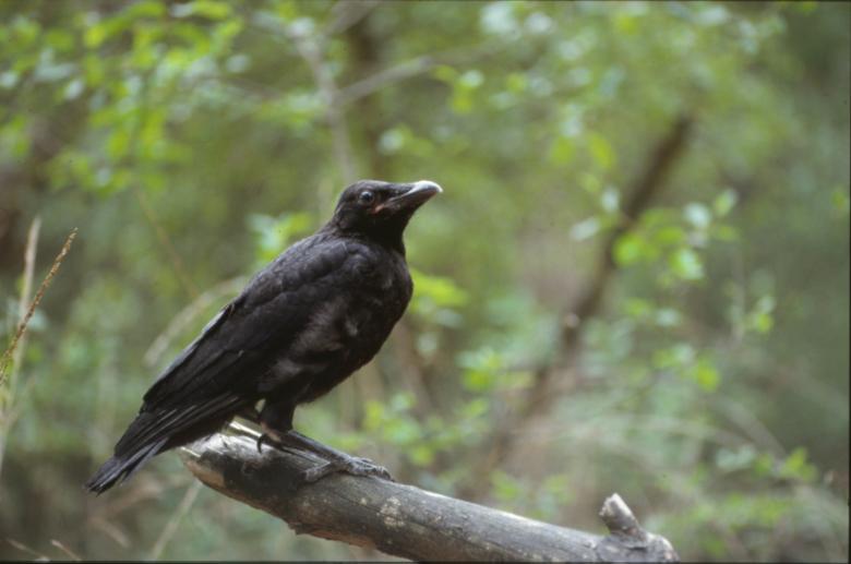 Free stock image of Black Crow created by MUNCH PIERRE