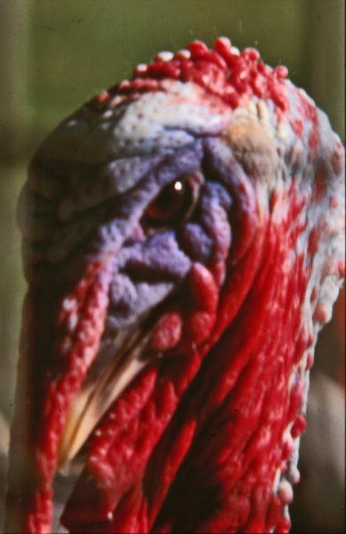 Free stock image of Turkey created by MUNCH PIERRE