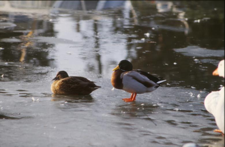 Free stock image of Ducks created by MUNCH PIERRE