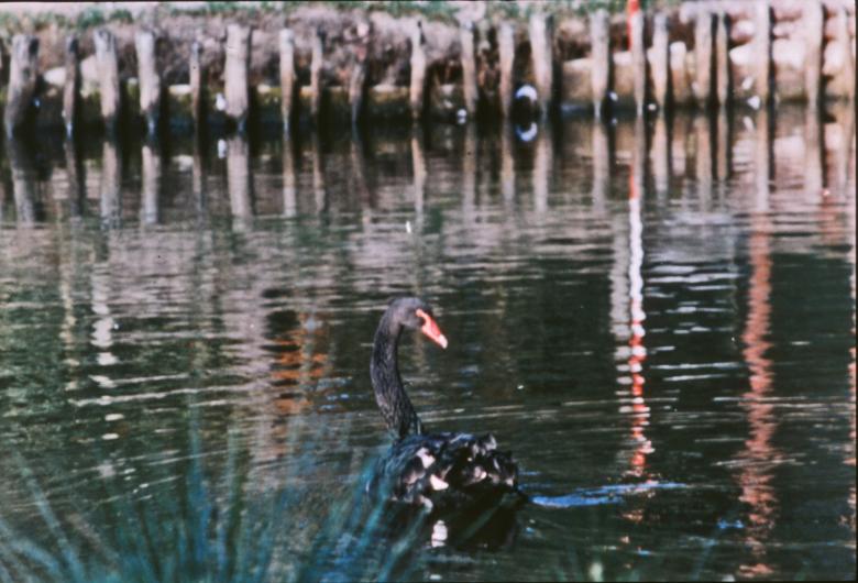 Free stock image of Black swan created by MUNCH PIERRE