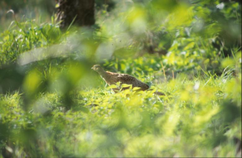 Free stock image of Bird created by MUNCH PIERRE