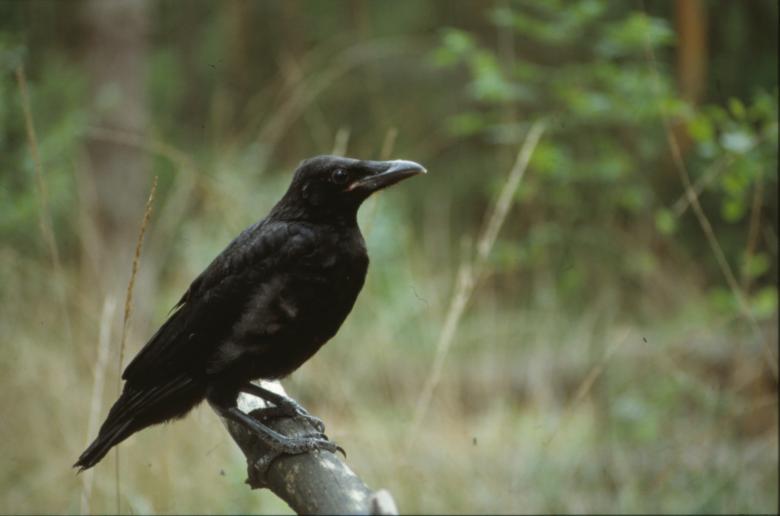 Free stock image of Black Crow created by MUNCH PIERRE