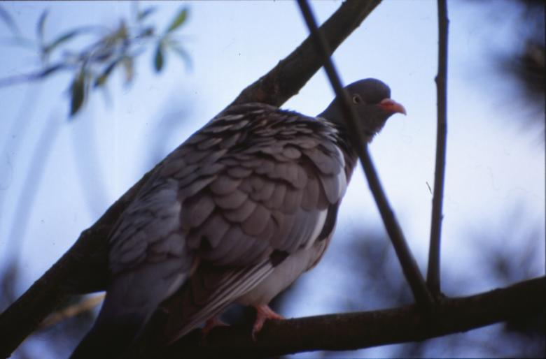 Free stock image of Pigeon created by MUNCH PIERRE