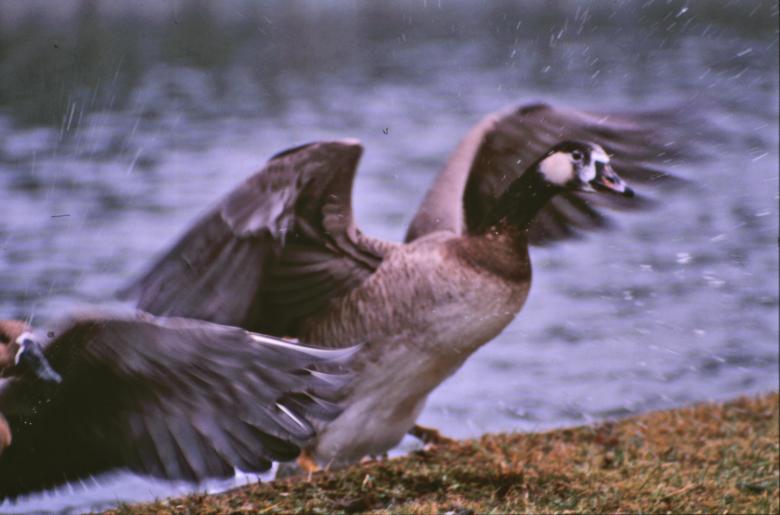 Free stock image of Geese created by MUNCH PIERRE