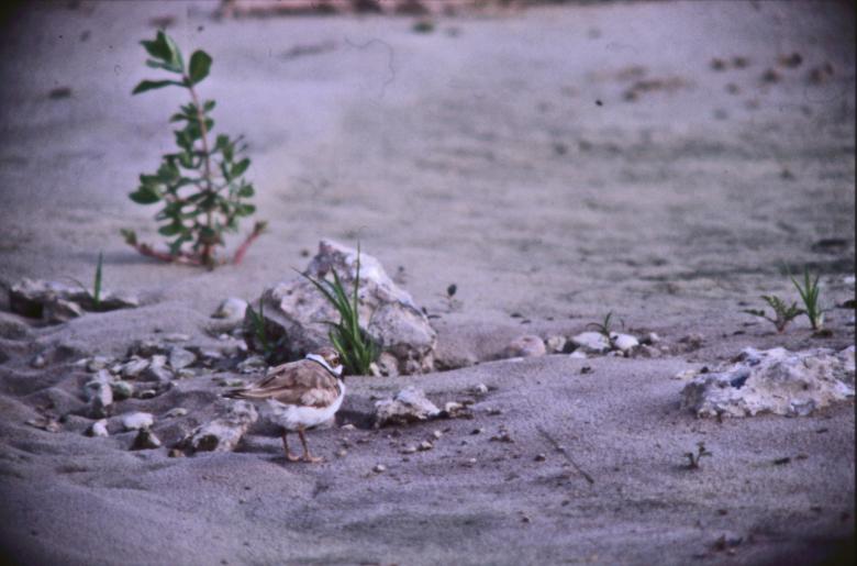 Free stock image of Bird created by MUNCH PIERRE