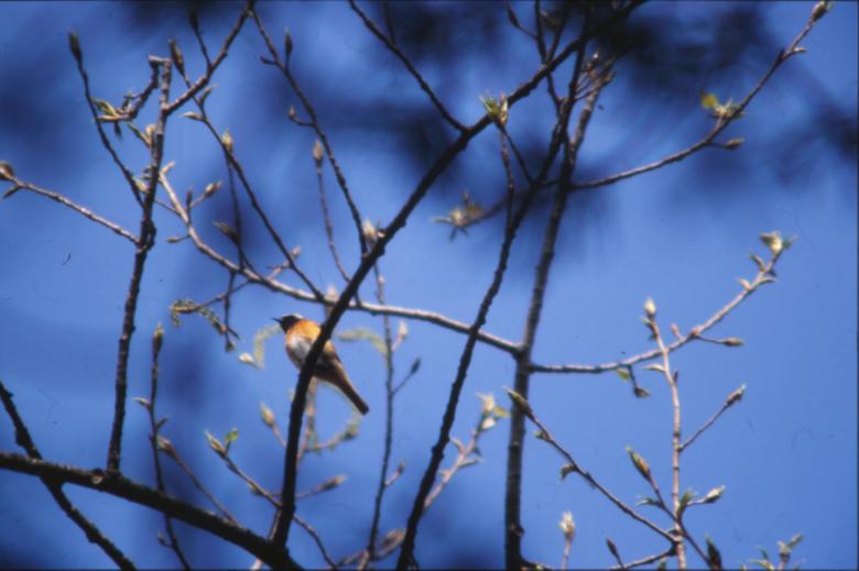 Free stock image of Bird created by MUNCH PIERRE