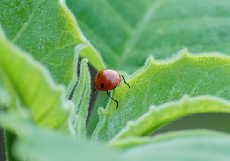Free stock image of Ladybug created by Cofaru Alexandru