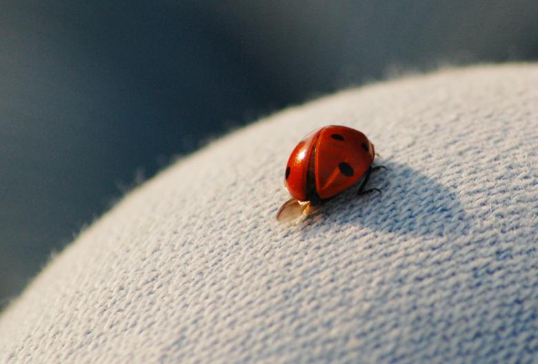 Free stock image of Ladybug created by Cofaru Alexandru