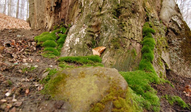 Free stock image of Moss created by Cofaru Alexandru