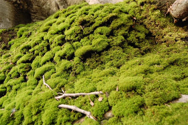 Free stock image of Moss created by Cofaru Alexandru