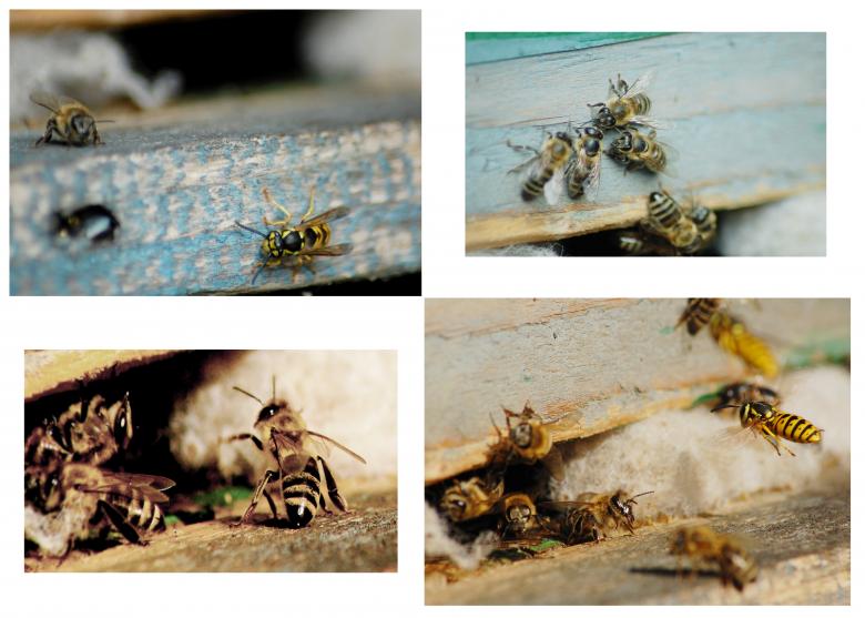Free stock image of Bees Collage created by Cofaru Alexandru