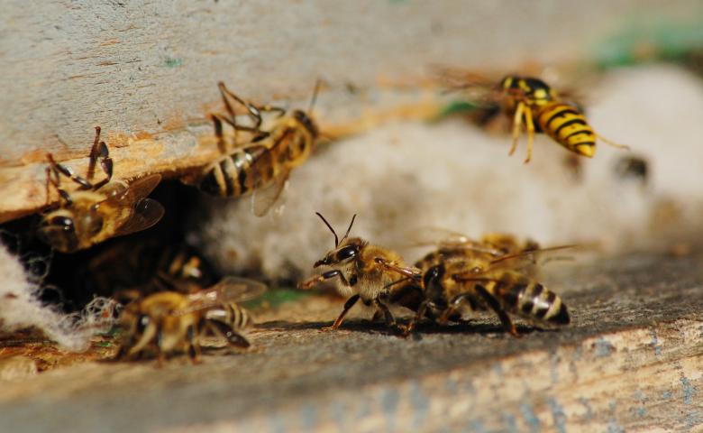 Free stock image of Honey bees created by Cofaru Alexandru