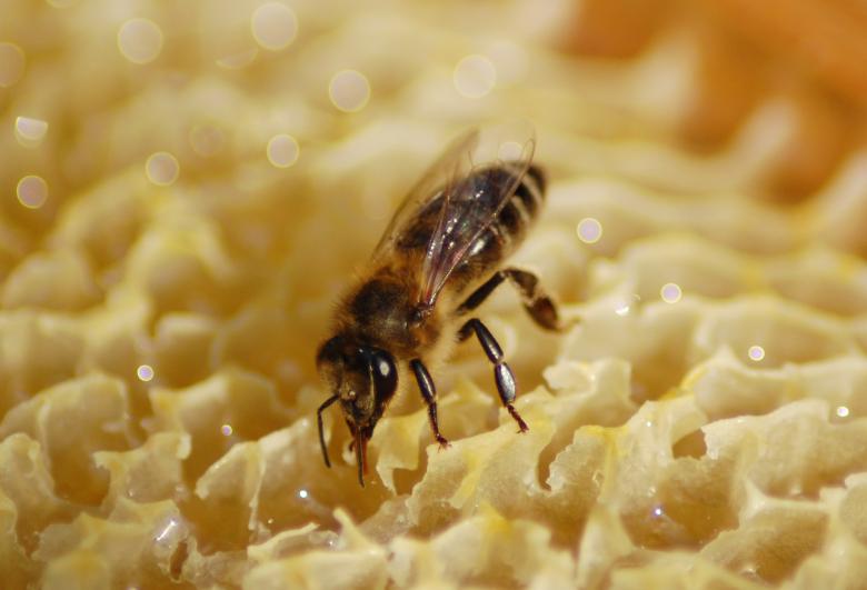Free stock image of Honeybee created by Cofaru Alexandru