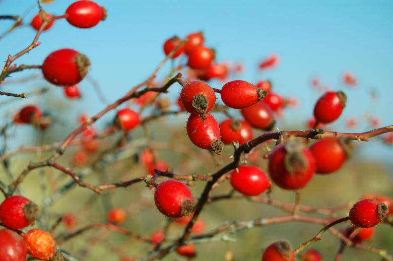 Free stock image of Wild Rose Fruits created by Cofaru Alexandru