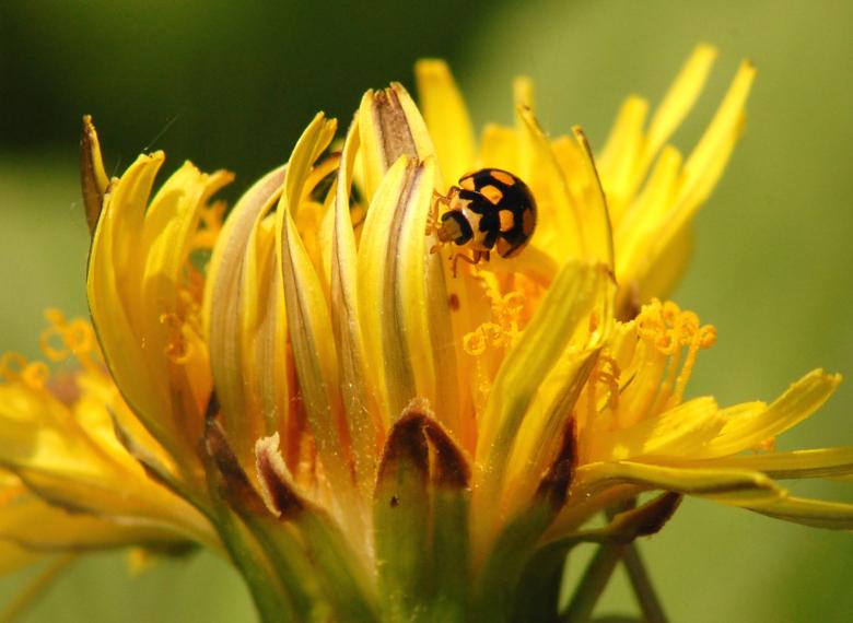 Free stock image of Ladybug created by Cofaru Alexandru