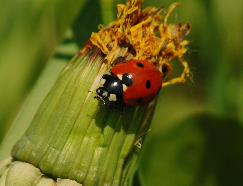 Free stock image of Ladybug created by Cofaru Alexandru
