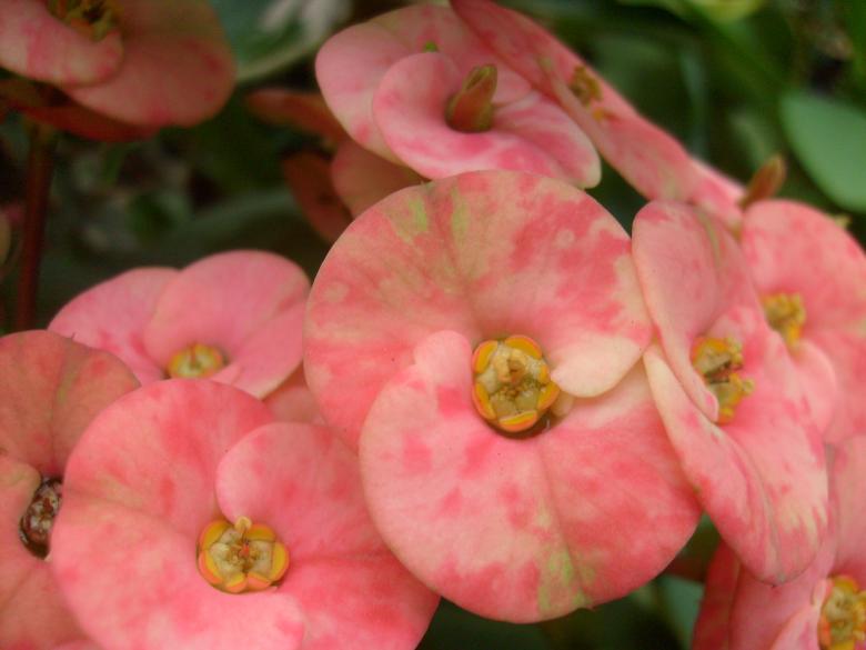 Free stock image of Euphorbia Flowers created by Jochanan Wahjudi
