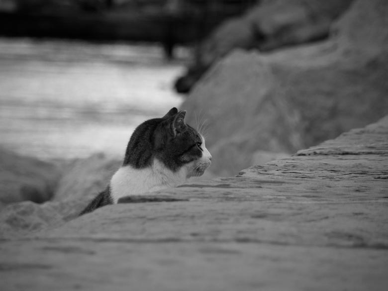 Free stock image of Mujesan cat created by Furio Franceschinel