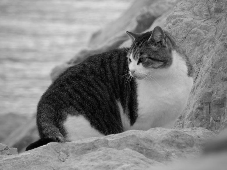 Free stock image of Mujesan cat created by Furio Franceschinel