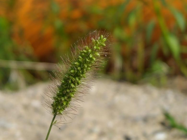 Free stock image of Blade of grass created by dragon