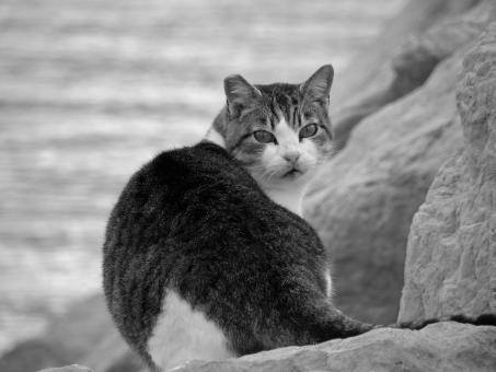 Mujesan cat