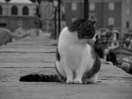 Mujesan cat