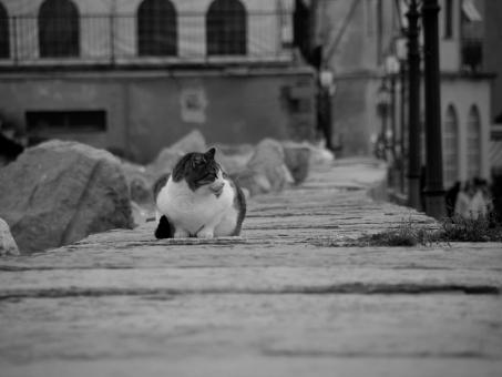 Mujesan cat