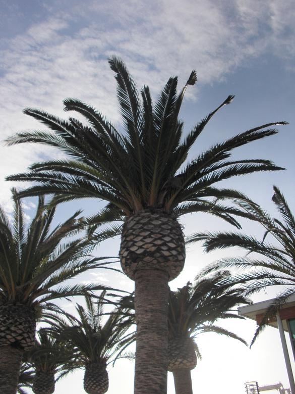 Free stock image of California created by Brian