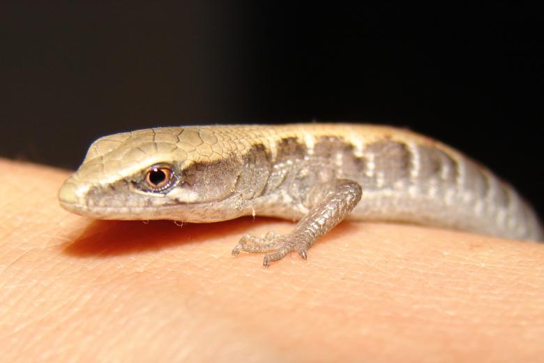 Free stock image of Lizard On Hand created by Stefan Giuliani