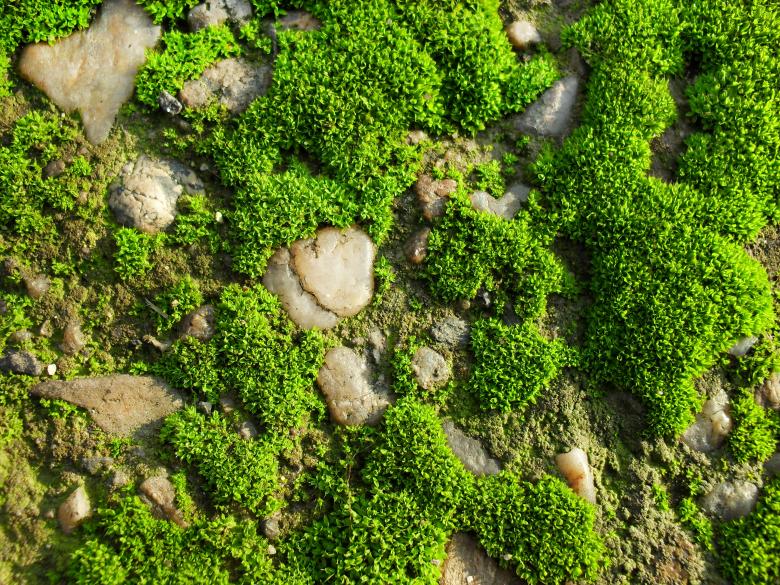 Free stock image of Moss and stones created by dragon
