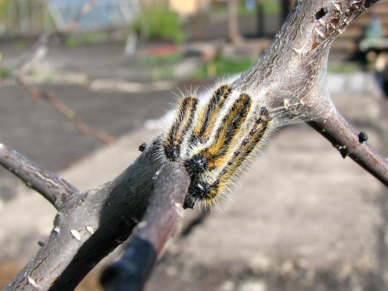 Free stock image of Caterpillars created by veronka72