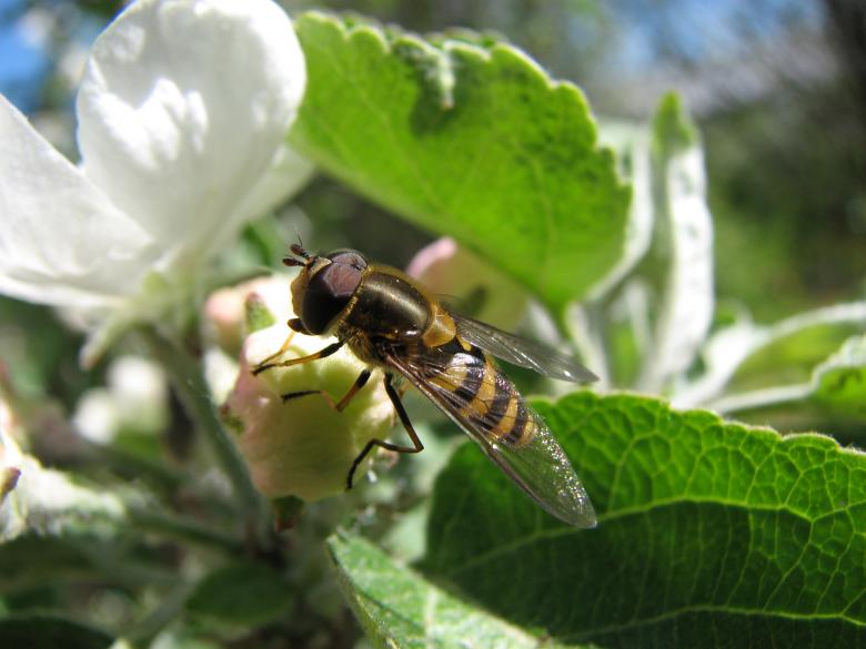 Free stock image of Bee created by veronka72