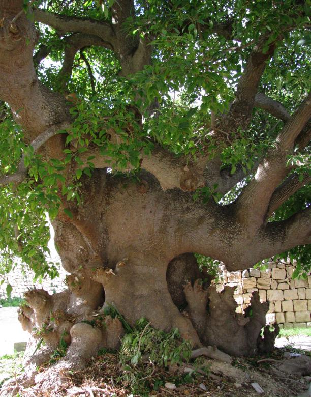Free stock image of Siggiewi - Malta created by Alan C. Bonnici