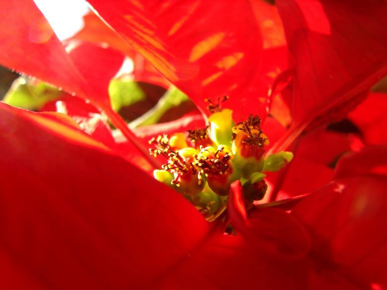 Free stock image of Christmas Star created by Stefan Giuliani