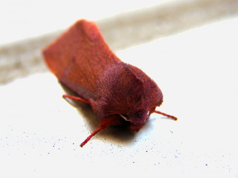 Free stock image of Red Moth created by Stefan Giuliani