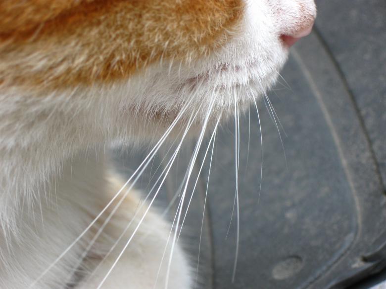 Free stock image of Cat Whiskers created by pmao